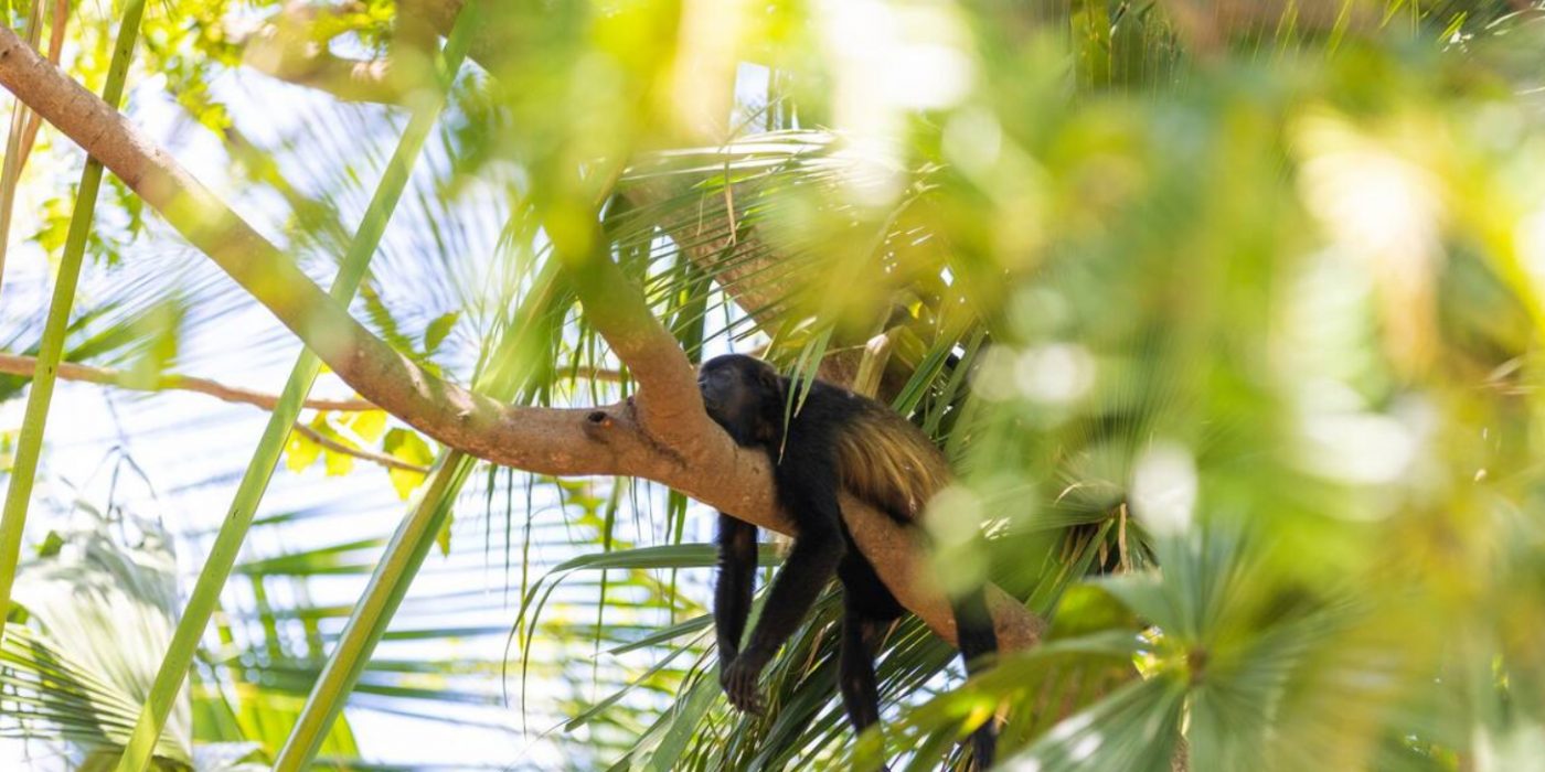 casa manglar Cropped-28